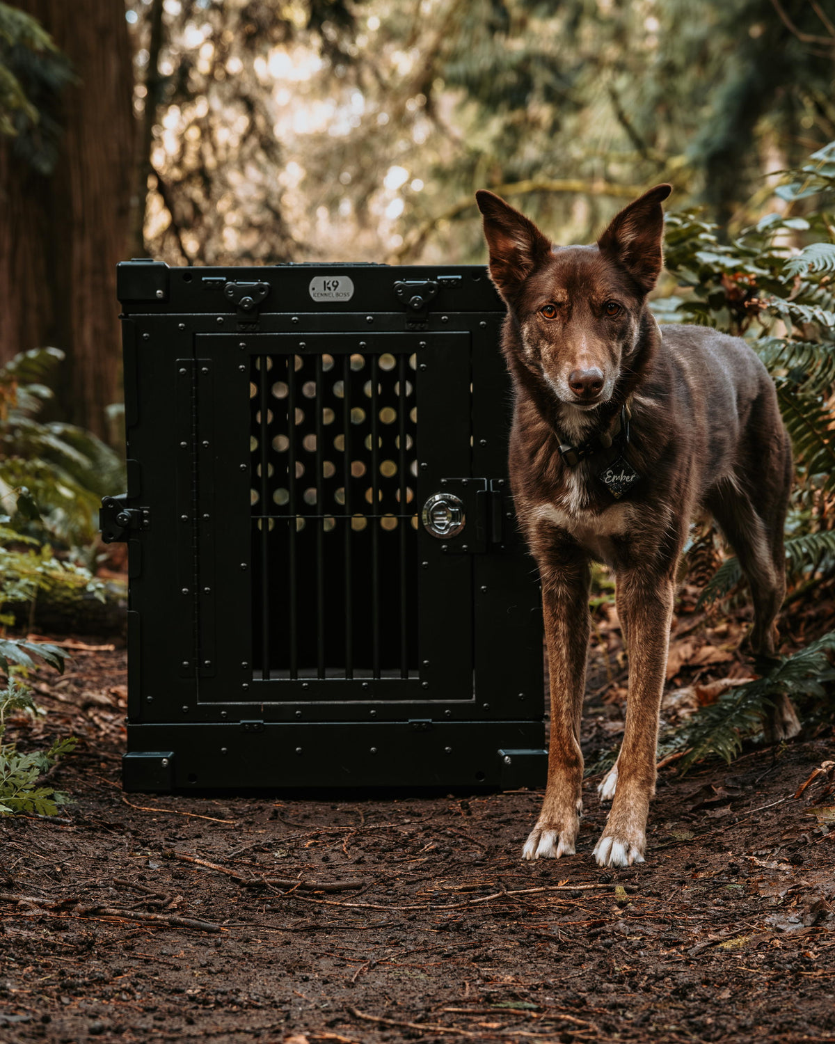 Ambassador photo 3